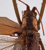 CollectionObject 1534506; ce5c044c-63a5-4c64-bd5b-3821a3e5c63a: male pronotum and stridulatory apparatus, dorsal view (holotype). (CollectionObject).
