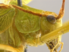 CollectionObject 1593843; c2e36bb8-1b52-47f7-a3f4-cdb2316ffca4: male head and pronotum, lateral view. (CollectionObject).