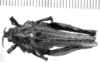 Spathalium audouinii (Blanchard, 1836): female, dorsal view (holotype). (Otu).