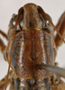 CollectionObject 1535996; 5ea0c803-215c-47ef-83f4-9fae6c5a2166: female pronotum, dorsal view (paratype). (CollectionObject).