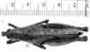 CollectionObject 1523901; e4d9488e-95a7-4113-812b-ea2f902e6f23: female, dorsal view (holotype). (CollectionObject).