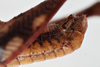 FieldOccurrence 41; 3e53b818-e887-42c4-aea2-2539a90a57c4; Uluguru, 2016/11/??: male, apex, lateral view. (FieldOccurrence).