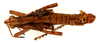 CollectionObject 1499385; 37383150-3df3-4723-99ce-9c9f76bb1abb: male, dorsal view (holotype). (CollectionObject).