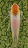 Habitus, dorsal view: !! display not done !! on Zygina (Zygina) tiliae (Fallén, 1806): Habitus (female). (Observation).