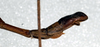 CollectionObject 1561746; NMW 312, 7ce65300-b513-4c1f-b493-245eddd41cdd: copyright NMW, Vienna. male: end of abdomen, lateral view (lectotype). (CollectionObject).
