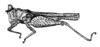 Centrosotettix centrosus (Bolívar, 1887): Fig. 8 (after holotype). female, lateral view (body length 12.5-13.8 mm). (Otu).