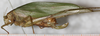 CollectionObject 1552393; 956274c3-7f53-4184-9aa8-90a08059da56: female, lateral view. (CollectionObject).