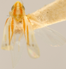 Habitus, dorsal view on Erythridula lyratae (Ross & DeLong, 1953): Habitus (holotype, INHS collection). (Observation).