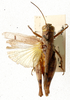 Eucoptacra signata (Bolívar, 1889): dorsal view. (Otu).