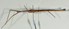 CollectionObject 1561193; e15a0b15-6a04-4cc4-8d19-90d38c185c17: copyright USNM, Washington. (CollectionObject).