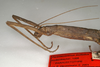 CollectionObject 1560748; 15c61620-f006-4bed-aa1e-bf13f0a30dec: copyright NMW, Vienna. female: head and thorax, lateral view of synonym Paramenexenus molestus (paralectotype). (CollectionObject).;CollectionObject 1560749; 00b17e94-3da9-4fb9-baa6-efd7f84c4c40: copyright NMW, Vienna. female: head and thorax, lateral view of synonym Paramenexenus molestus (paralectotype). (CollectionObject).