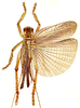 Diaphanogryllacris translucens translucens (Serville, 1838): Pl. 7, Fig. 4. typical form, dorsal view. (Otu).