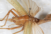 CollectionObject 1531375; a20196cc-f564-4b37-b4b0-fc9f1feaedac: female, dorso-lateral view (holotype). (CollectionObject).