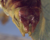 Burnuia mirru Rentz, 2001: male cerci (paratype). (Otu).