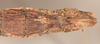 CollectionObject 1560672; e3e29883-1467-4429-bd3a-03a01de2eb54: copyright OUMNH. female: end of abdomen, ventral view (holotype). (CollectionObject).
