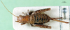 CollectionObject 2020581; c262c0f2-0e6f-44cc-afc2-b4eb807ebab2: female, dorsal view. (CollectionObject).