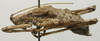 CollectionObject 1535094; 88f16536-4f93-4297-a1af-cd143ebf1639: male habitus, lateral view (syntype). (CollectionObject).