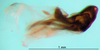 CollectionObject 1502445; ae67c707-787b-4d85-b8cf-c44899ad23c7: phallus, lateral view (lectotype). (CollectionObject).