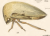 Habitus, lateral view: !! display not done !! on Adippe inconspicua Fowler, 1896: (Observation).