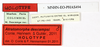 CollectionObject 1563909; a4e2bdaa-0ae9-4edf-9b03-bc360b191eeb: copyright MNHN, Paris. male, data labels (holotype). (CollectionObject).