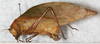 CollectionObject 1532267; NMW 10375, 19959b67-3d57-4723-900e-f534c575753f: female, lateral view (holotype). (CollectionObject).