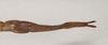 CollectionObject 1562028; NHMUK(SF IMPORT DUPLICATE) 844848, 8588c4b1-ecf0-4b76-a358-14f9321ab8f8: copyright Natural History Museum, London. female: end of abdomen, dorsal view of Necroscia sipylus (lectotype). (CollectionObject).