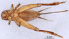 CollectionObject 1961576; c44a9145-3ad9-4088-93b3-43a0a63db0af, ANSP007_GRYLL_ANSP: Female, ventral view (paratype). (CollectionObject).