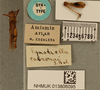 CollectionObject 1586920; 31c6e928-1c0e-4893-a675-88ec92e98b6d: male, dorsal view, labels (syntype). (CollectionObject).;CollectionObject 1586921; 67a1bd70-2272-45a4-8779-9e1c6a292485: male, dorsal view, labels (syntype). (CollectionObject).