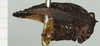 CollectionObject 1477370; c6033290-4ffa-46ad-bb21-8bc098733b77, NHMUK010924422: female (holotype), lateral view. (CollectionObject).