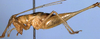 Phlugiolopsis (Phlugiolopsis) henryi Zeuner, 1940: male, lateral view (paratype). (Otu).