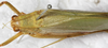 CollectionObject 1475890; NMW 13356, 2177ec5d-e8b8-4e74-a924-b551d8a21d4a: female, dorsal view (holotype). (CollectionObject).