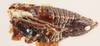 Habitus, lateral view on Dingkana borealis Goding, 1903: (Observation).