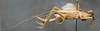 CollectionObject 1534479; 81481b8a-ae76-440c-8b51-270c82c5f1da: female habitus lateral view (holotype). (CollectionObject).
