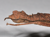 CollectionObject 1558294; NHMUK(SF IMPORT DUPLICATE) 845352, c0abbad1-e9b3-4d34-a809-5486ccb41942: copyright Natural History Museum, London. female: end of abdomen, dorsal view (holotype), co..m, London. (CollectionObject).