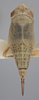Habitus, dorsal view on Athysanella (Gladionura) sagittata Ball & Beamer, 1940: Dorsal - Female. (Observation).