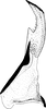 Stylus on Diplocolenus (Verdanus) Oman, 1949: Stylus. (Observation).