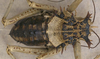 CollectionObject 1568345; de1d0b69-850a-480e-be2a-58bd41c3a481: female, dorsal view. (CollectionObject).
