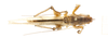 CollectionObject 1578298; 0c4ce193-a856-4a03-a665-592343d1b3e0: male, dorsal view. (CollectionObject).