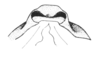 Ceuthophilus (Ceuthophilus) cacogeus Strohecker, 1951: fig. 2. epiphallus, caudal view. (Otu).