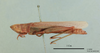 Tropidopola cylindrica obtusa Uvarov, 1922: female, lateral view (holotype). (Otu).
