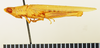 CollectionObject 1518481; 9e27142d-e5c8-47ac-a1c5-d36268127e0a: male, lateral view (paralectotype). (CollectionObject).