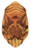 Habitus, dorsal view: !! display not done !! on Clastoptera doeringae Hamilton, 1978: (Observation).
