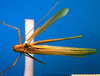 CollectionObject 1500717; ceda8db4-2a26-40d2-80e6-b1e51b91371a, DORSA BTtylinhS01: male, dorsal view (lectotype of Tylopsis inhamata). (CollectionObject).