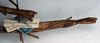 CollectionObject 1561695; NMW 336, 21afe3d1-7803-4419-b29a-067c2a96b95c: copyright NMW, Vienna. female: end of abdomen, lateral view of Clitumnus lobipes (holotype). (CollectionObject).