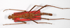 CollectionObject 1558620; 004f81cf-8f5b-48fe-ba2e-596cce0b9a6d: copyright ZMB, Berlin. male (paralectotype). (CollectionObject).;CollectionObject 1558621; 457bf35d-10cc-44dd-a7df-44b20b9cad56: copyright ZMB, Berlin. male (paralectotype). (CollectionObject).;CollectionObject 1558622; 57bd3c81-712d-4b8f-bcf9-b8a17e12b6db: copyright ZMB, Berlin. male (paralectotype). (CollectionObject).