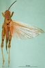 CollectionObject 1501642; aa3cde68-2f9d-45a4-b63a-2b7f87065b57: male, dorsal view (syntype of Anthermus comis). (CollectionObject).