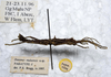 CollectionObject 1561578; ebcd843b-dc07-46ea-ba8d-39fdc0e196a2: copyright LKCNHM, Singapore. male, lateral view (paratype). (CollectionObject).