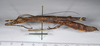 CollectionObject 1559822; e58080d5-0915-4c6c-8537-6ca89c0671dc: copyright ANSP. female, lateral view (paratype). (CollectionObject).
