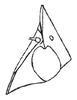 Head on Carapona munia (DeLong & Freytag, 1975): Head, lateral view. (Observation).