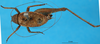 CollectionObject 1580336; e21af40e-b8d3-4985-8e2c-591a5b6237f2: male, dorsal view (Hapithus quadratus). (CollectionObject).